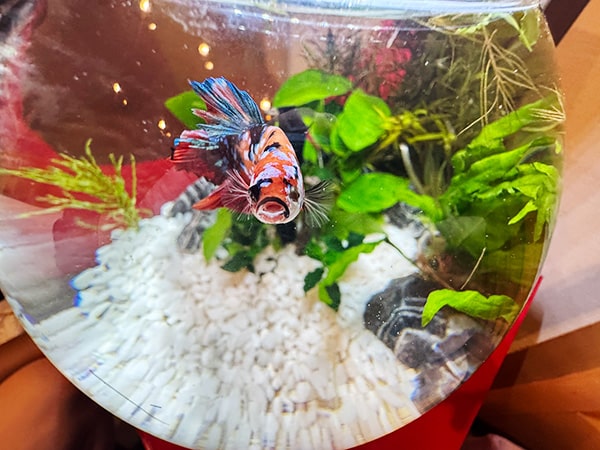 べた1