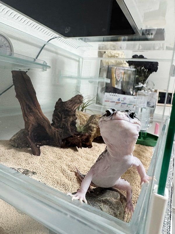 ヒョウモントカゲモドキ