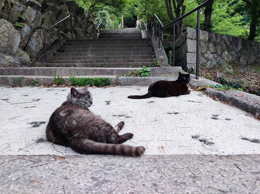 猫の町の猫たち