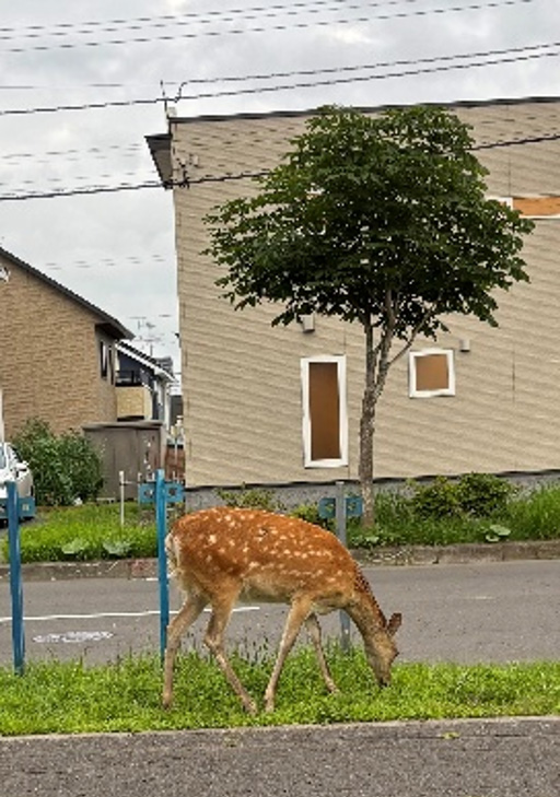 北海道の鹿